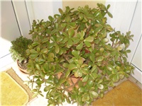 ffd46b54-Picture 4160.jpg